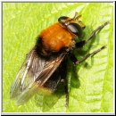Criorhina berberina berberina - Gemeine Pelzschwebfliege w01.jpg